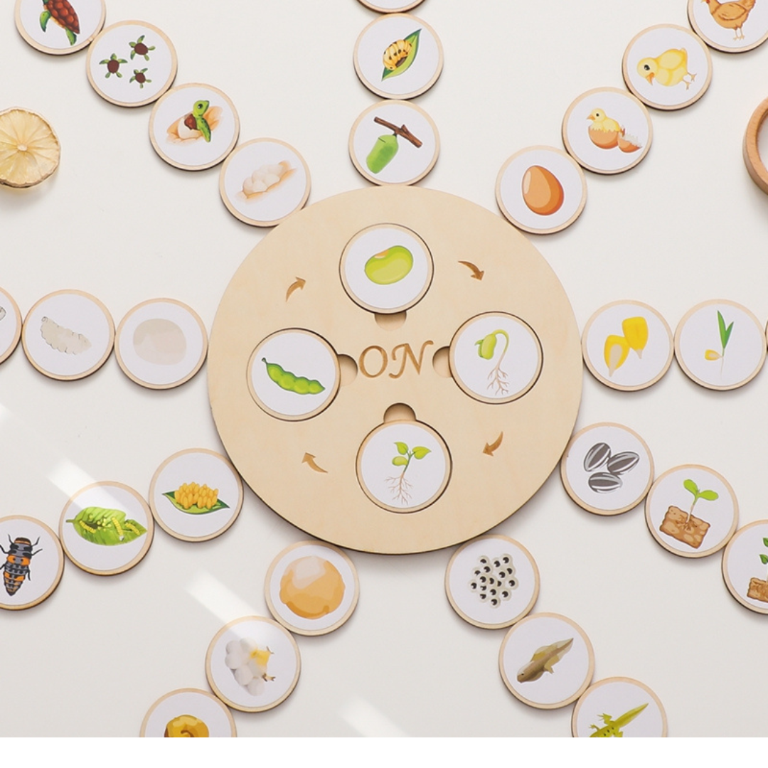 Montessori Animal & Plant Life Cycle Board Set